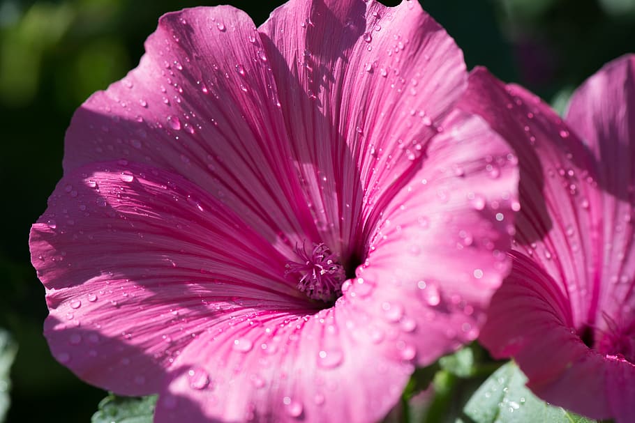 Pink, Flower, Petunia, purple, pink color, petal, close-up HD wallpaper