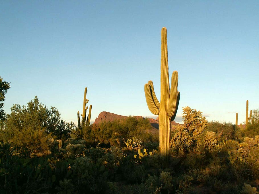 1920x1080px | free download | HD wallpaper: Saguaro Cactus and ...