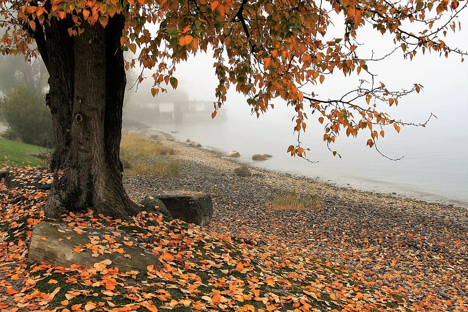 brown tree near body of water with fog, autumn, lake, nature