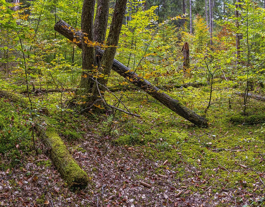 forest, forest floor, overgrown, nature, unaffected, beautiful HD wallpaper