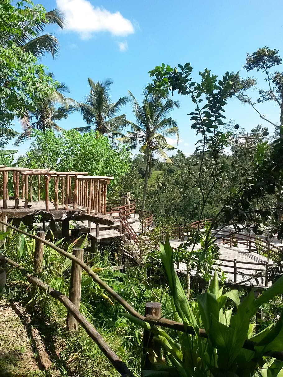 park, bali, sun, forest, holidays, dom, joy, zen, power, palm trees HD wallpaper