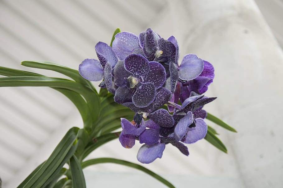 leaves, flower, orchids, nature, purple, plant, close-up, flowering plant HD wallpaper