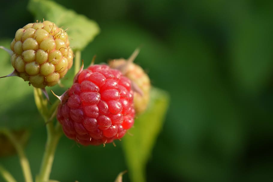 raspberries, close, red, fruit, sweet, vitamins, food, healthy HD wallpaper