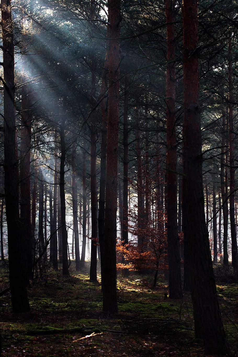 Forest, Light Beam, Mysticism, morgenstimmung, trees, woodland HD wallpaper