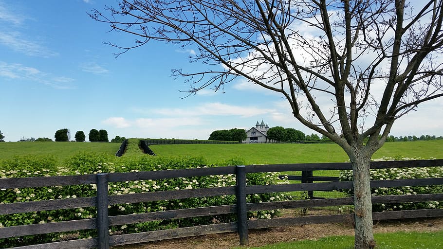 bare tree beside green grass open field at daytime, horse farm