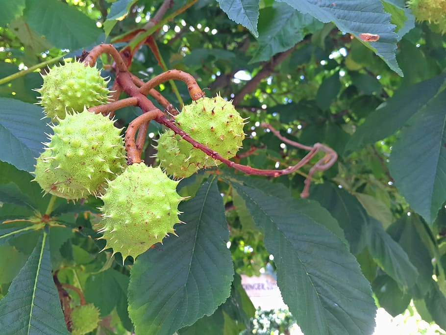 Chestnut, Tree, Plant, Nature, tree plant, environment, leaves HD wallpaper