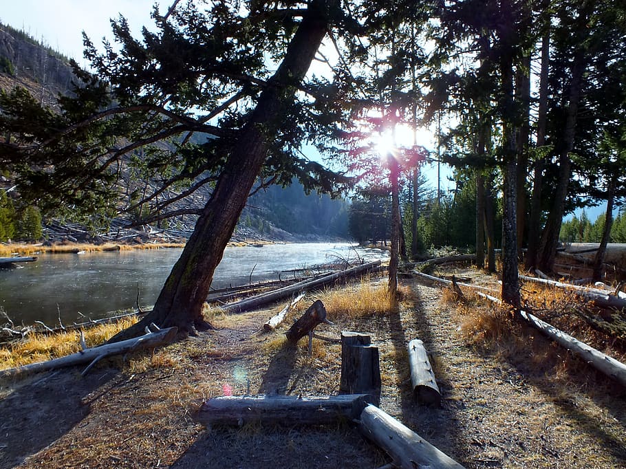 forest, sunlight, nature, tree, plant, sunbeam, water, tranquility HD wallpaper