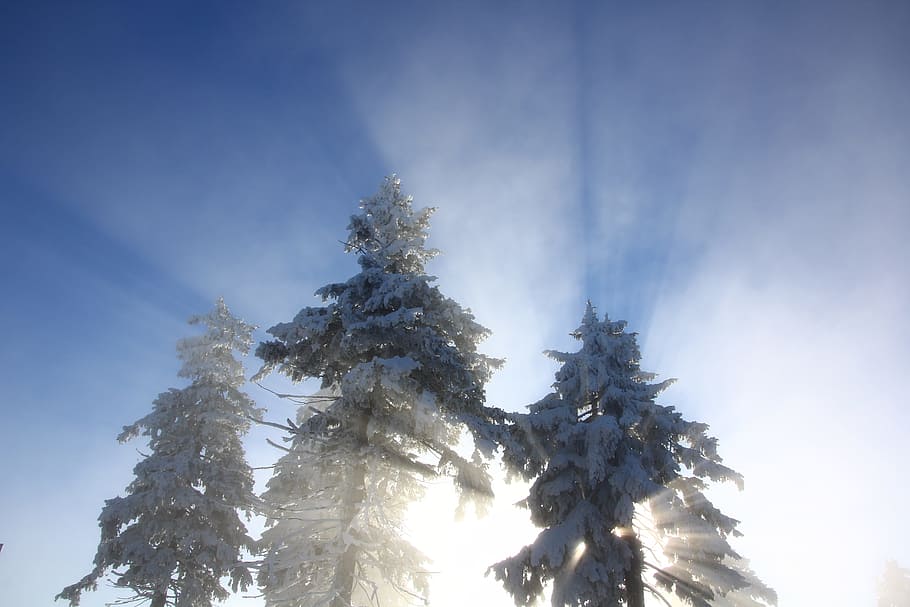 snow covered trees, fog, shadow, keilberg, sky, low angle view HD wallpaper