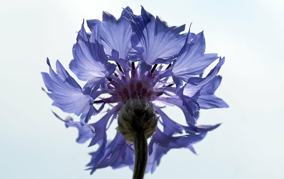plant, nature, live, flower, petal, close-up, flower Head, blue HD wallpaper