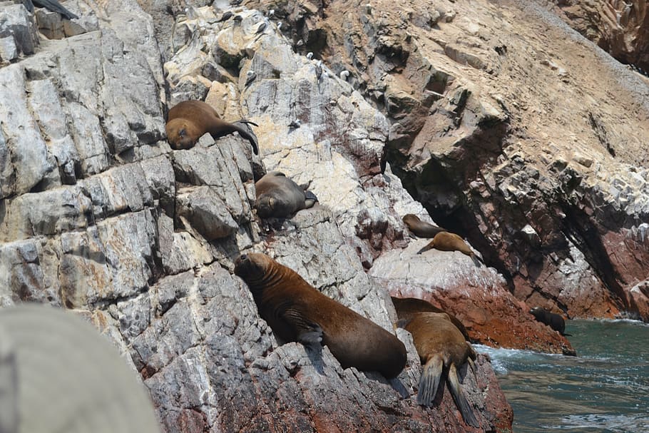 stone, fresh, nature, rock, solid, rock - object, group of animals HD wallpaper