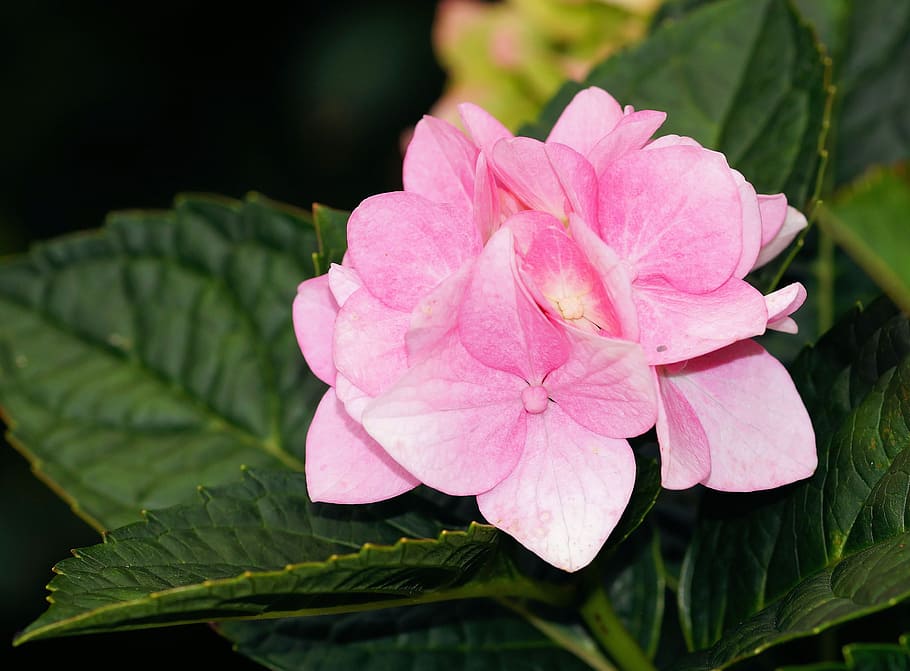 Hydrangea, Blossom, Bloom, Pink, Tender, nature, flowers, close HD wallpaper