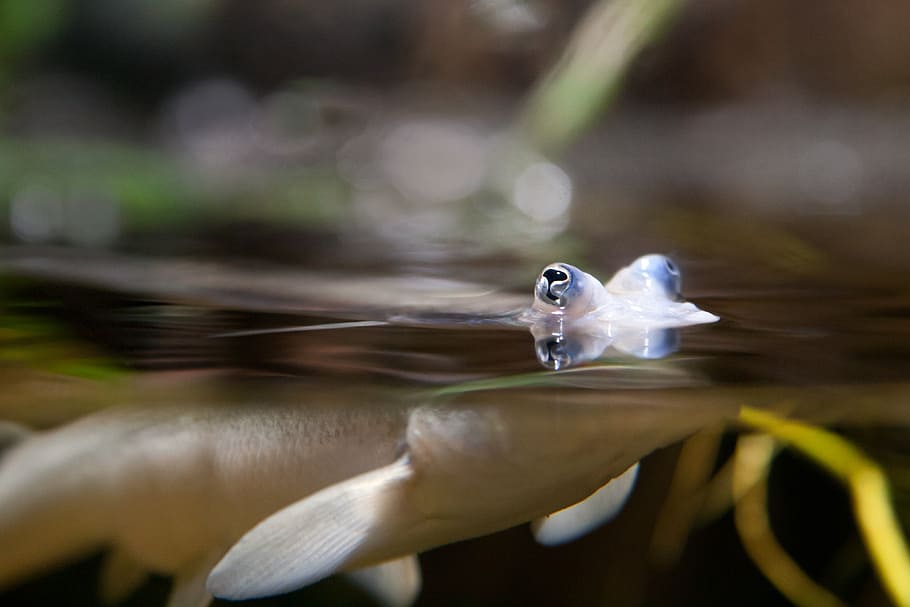 fish, water, sea, scale, aquarium, eyes, goggle, fish eyes HD wallpaper