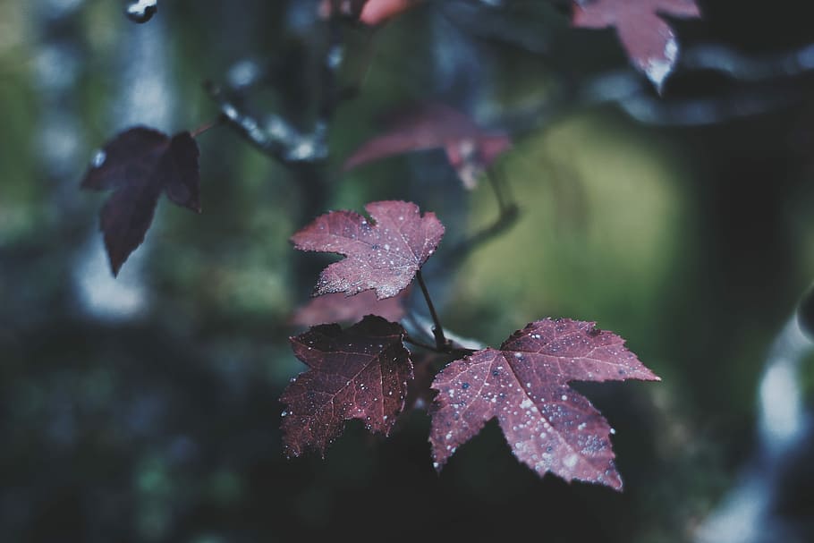 shallow focus photo of purple leaf, shallow focus photography of red leaves HD wallpaper