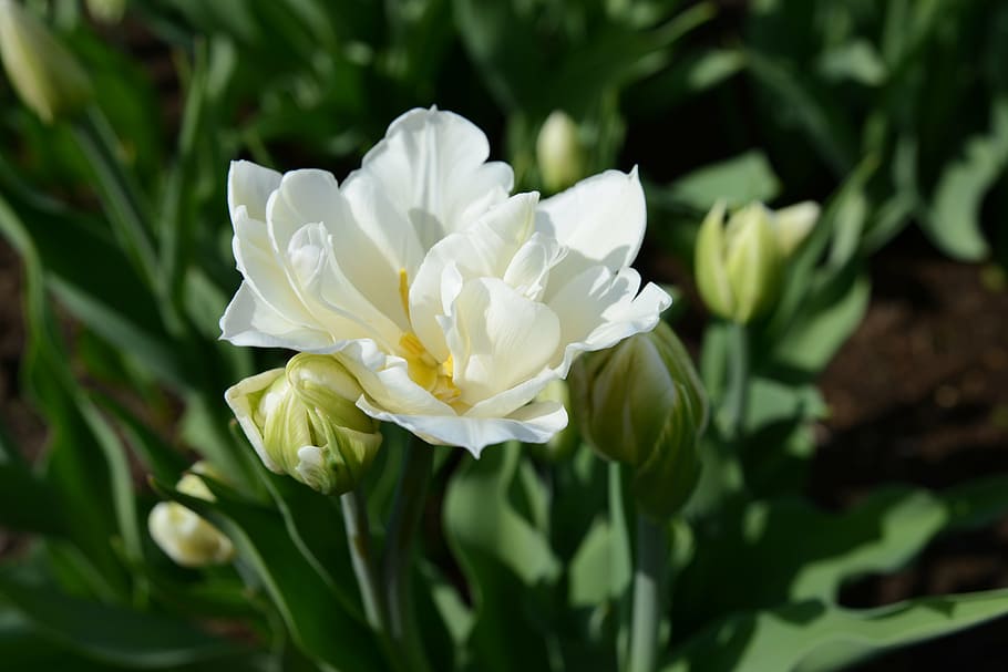 tulip, flower, spring, flowers, macro, nature, white tulip HD wallpaper