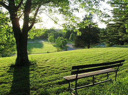 black wooden bench on green grass field, tree, summer, meadow HD wallpaper