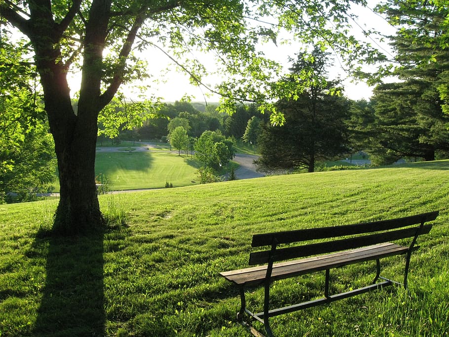 black wooden bench on green grass field, tree, summer, meadow HD wallpaper