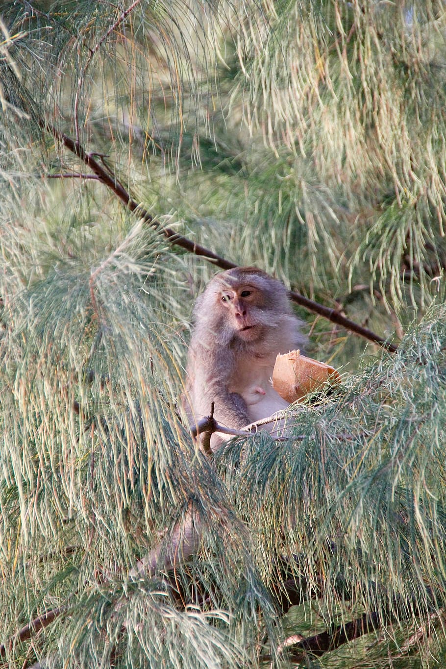 Monkey, Thailand, Tree, Branch, makake, asia, jungel, primate HD wallpaper