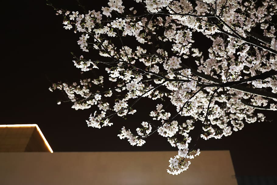 tree, spring, flower, plant, fragility, beauty in nature, flowering plant HD wallpaper
