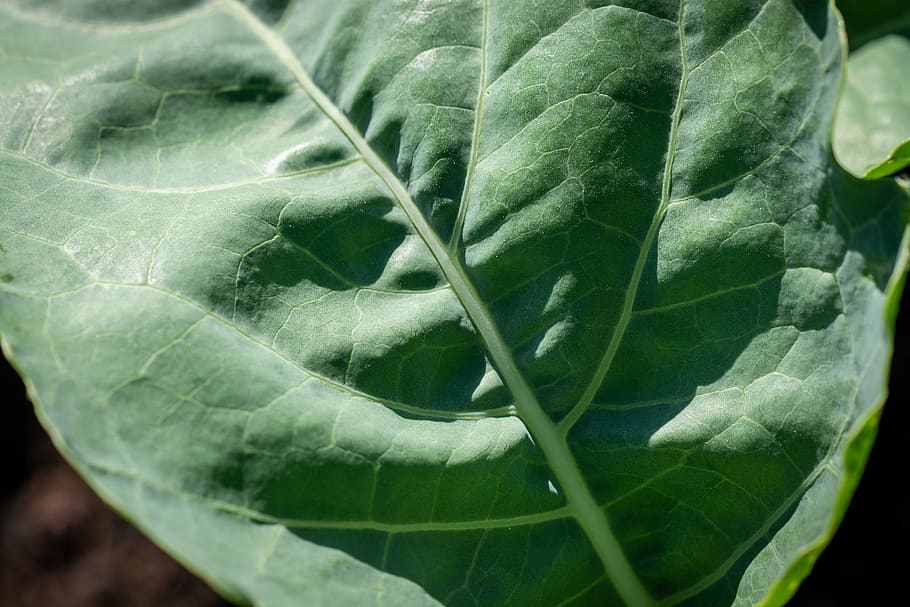 kohlrabi leaf, green, leaf structure, garden, vegetable garden, HD wallpaper