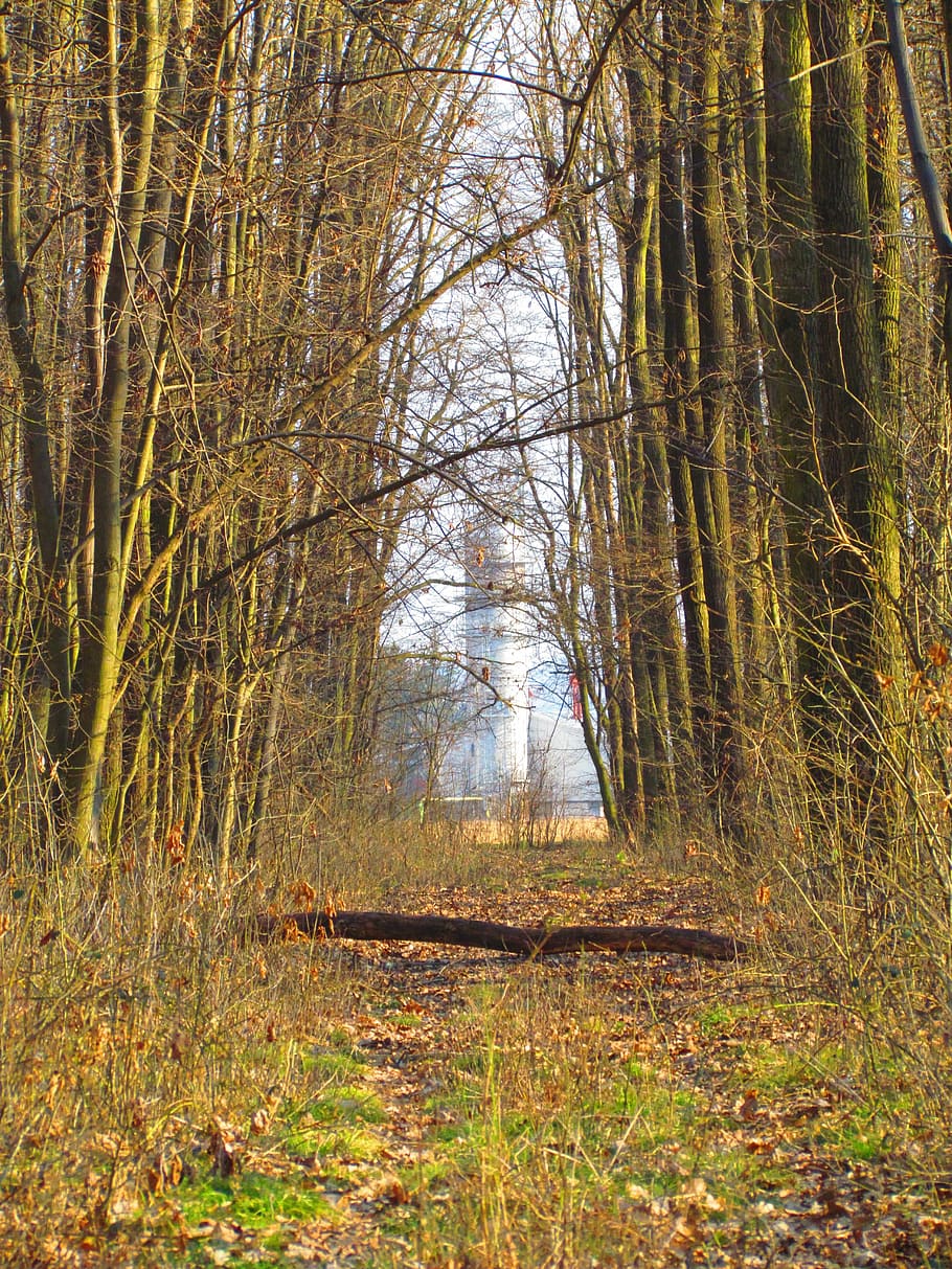 spring, forest, tour, nature, deciduous, walk, still life, trees HD wallpaper