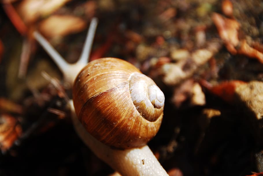 Shell, Snail, Close, animal, nature, close-up, brown, slimy HD wallpaper
