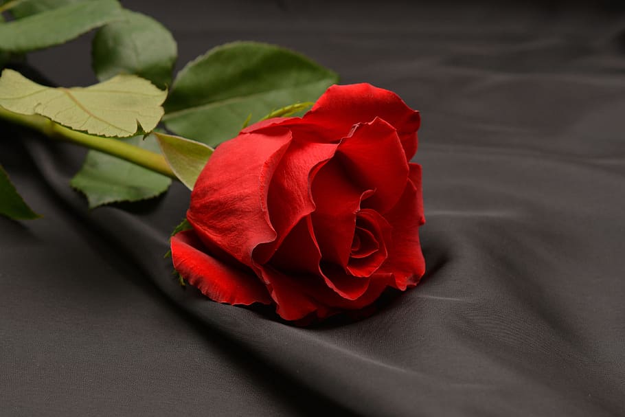 red rose, flower, blossom, bloom, romance, love, thank you HD wallpaper