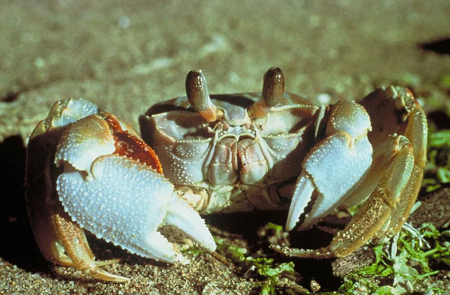 crab, ghost, macro, sand, beach, wildlife, crustacean, marine HD wallpaper