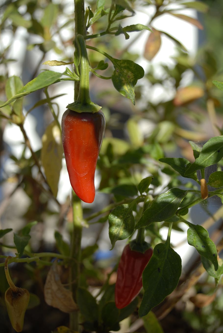 chile, spicy, tree, plant, growth, red, food and drink, focus on foreground HD wallpaper