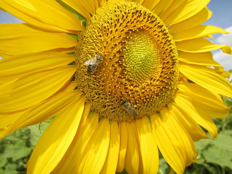 sun flower, close, bee, yellow, flowering plant, petal, flower head HD wallpaper