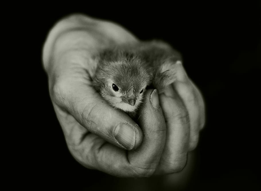 person holding bird, hand, chicks, keep, security, hatched HD wallpaper