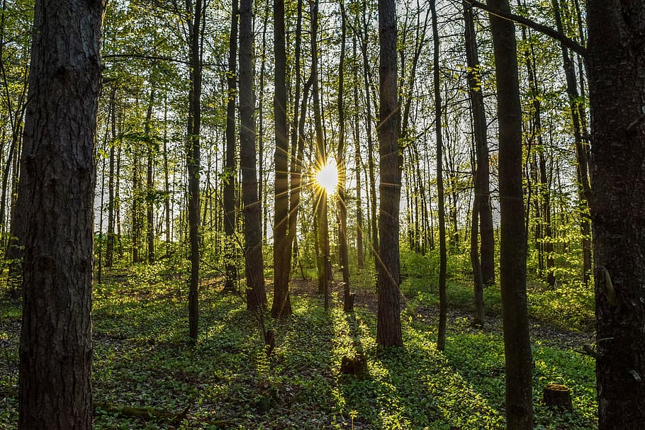 sun rays in forest landscape photograpy, hike, nature, green HD wallpaper