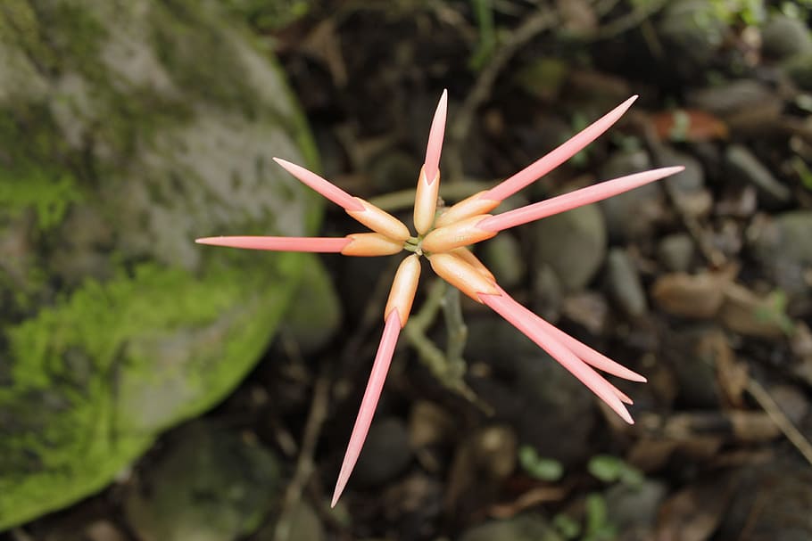 swords, flower, beautiful, red, nene, close-up, nature, focus on foreground HD wallpaper