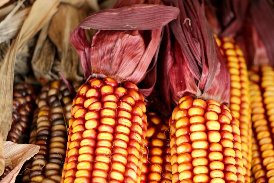 indian, corn, indian corn, decoration, halloween, season, seasonal HD wallpaper