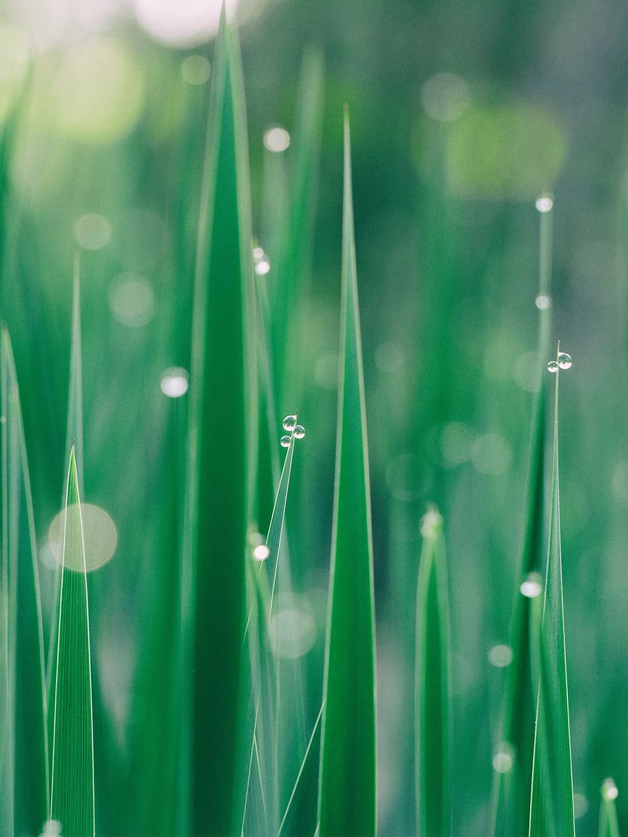 shallow focus photography of grass with water droplets, blur HD wallpaper