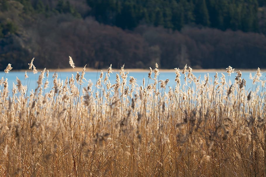 wheat field near body of water, reed, sun, nature, light, sunlight