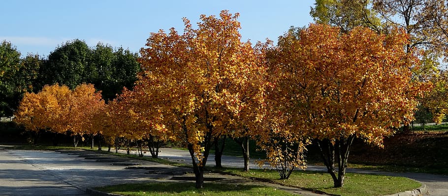 Tree, Nature, Foliage, autumn, october, no people, outdoors HD wallpaper