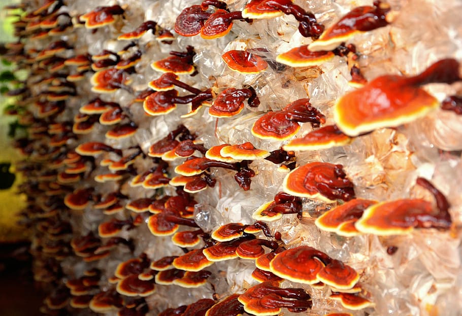 brown fungus, Reishi, Mushroom, Plant, Nature, red, farm, food, HD wallpaper