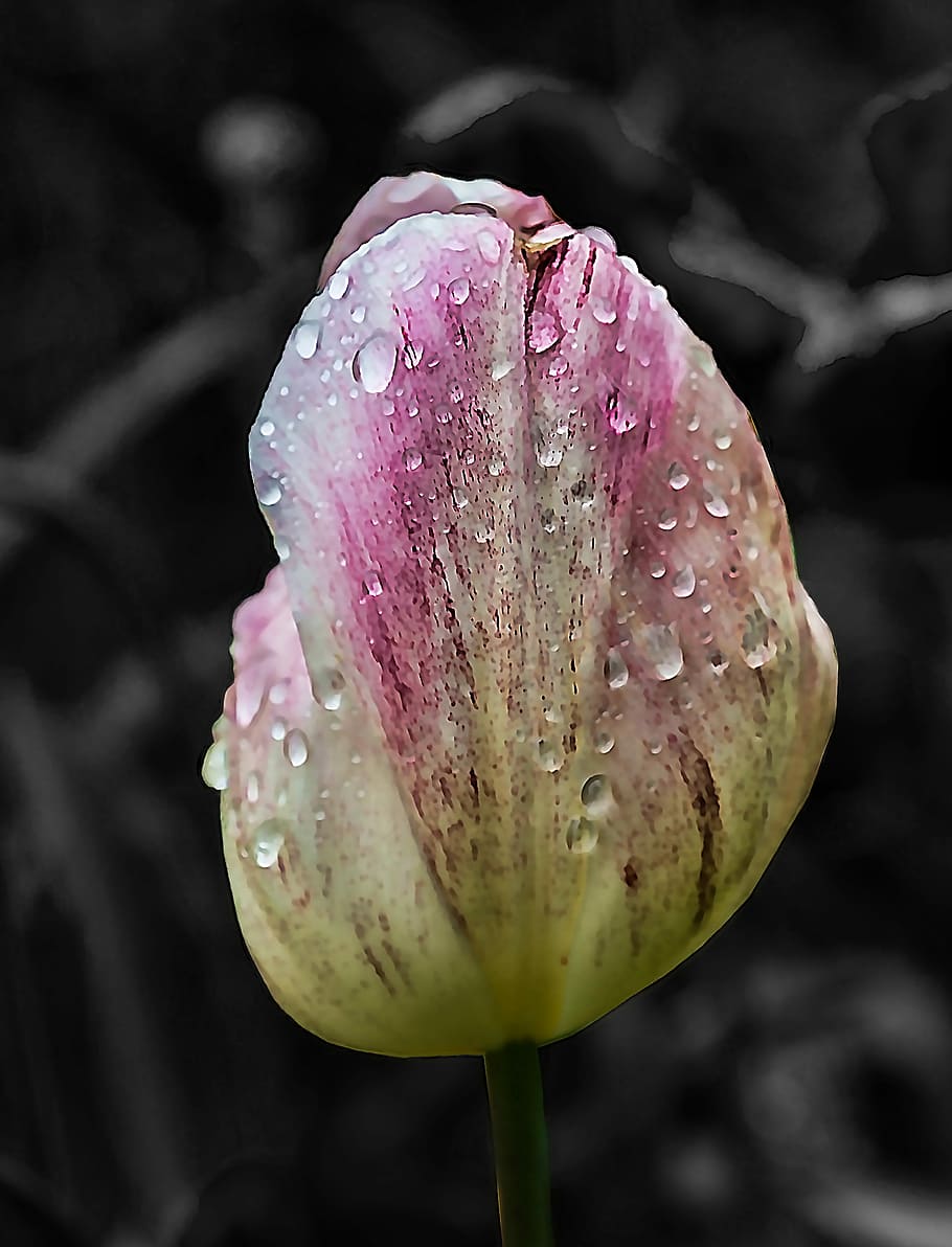 Flower, Tulip, Colorful, spring, flowers, close, natural, plant HD wallpaper