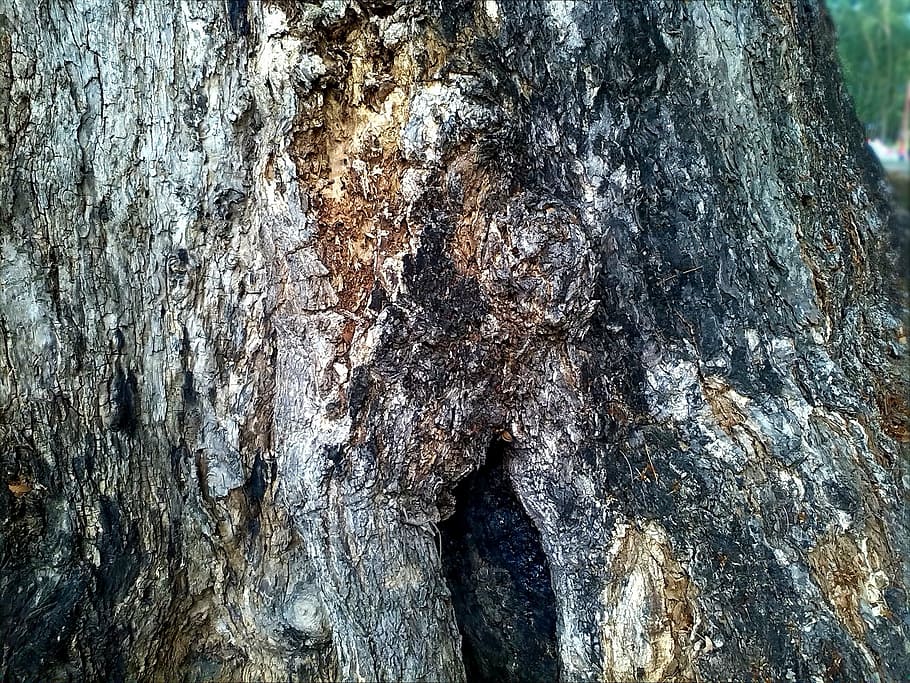 bark, tree, environment, nature, ecology, wood - Material, forest HD wallpaper