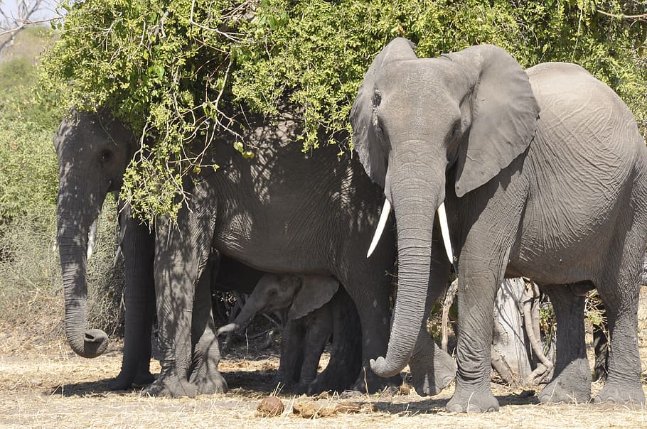 Elephant, Flock, Botswana, animals in the wild, animal wildlife HD wallpaper