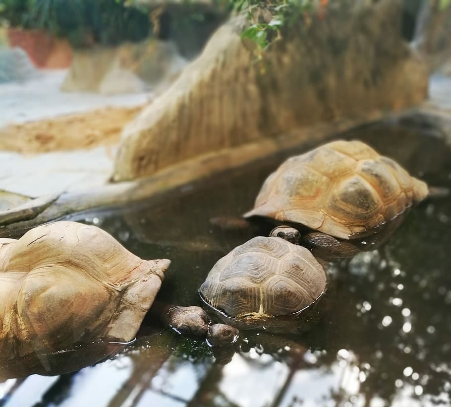 three tortoises on water, turtle, reflection, sunlight, rock HD wallpaper