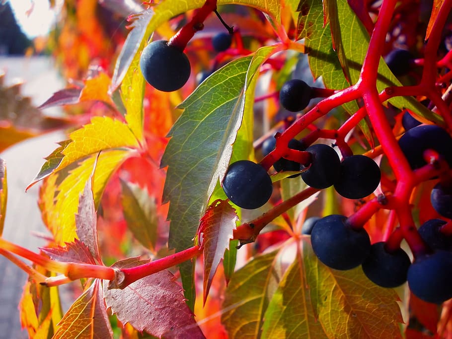 autumn, foliage, fruit, red, autumn gold, leaf, plant part HD wallpaper