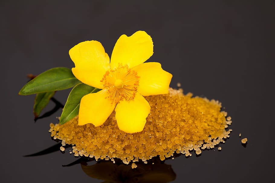 yellow, flower, black, background, sugar, sweet, flowering plant HD wallpaper
