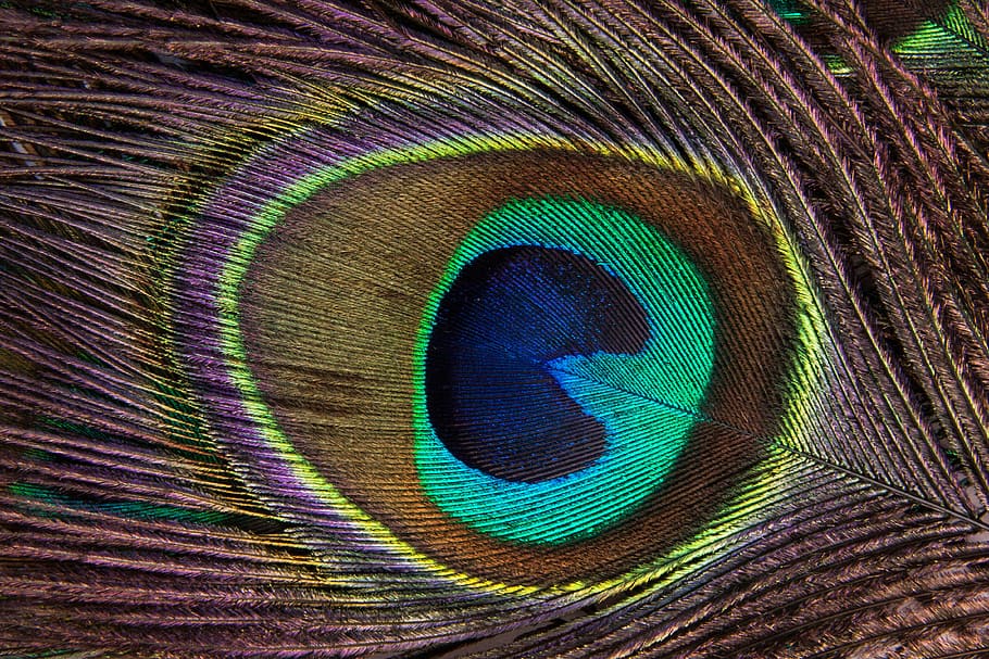 multicolored peacock feather, structure, fund, pavo cristatus