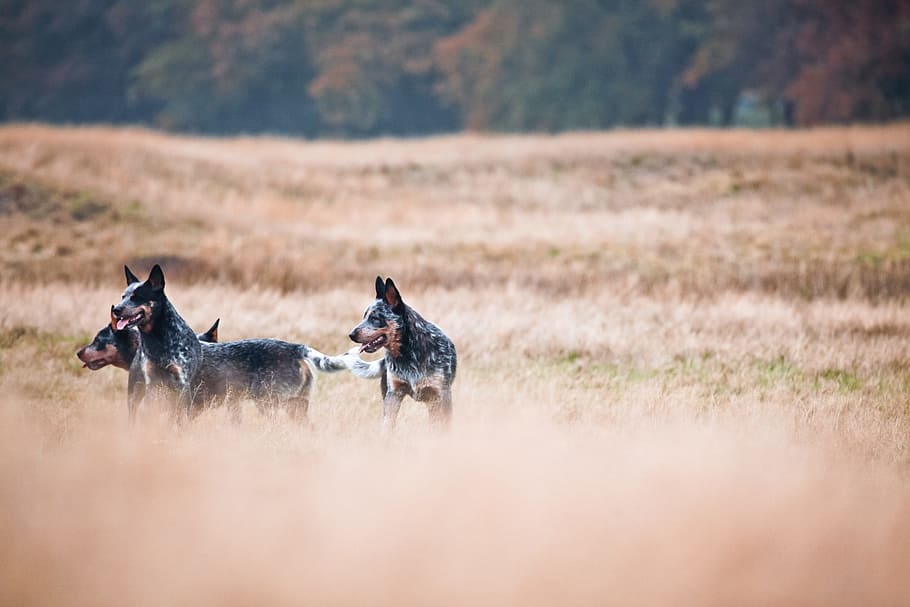 Wild, Nature, cattledogs, animal, outdoors, animals And Pets HD wallpaper