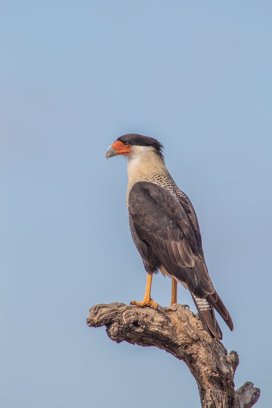 HD wallpaper: Bird, Crested Caracara, Mexican Eagle, animal, america ...