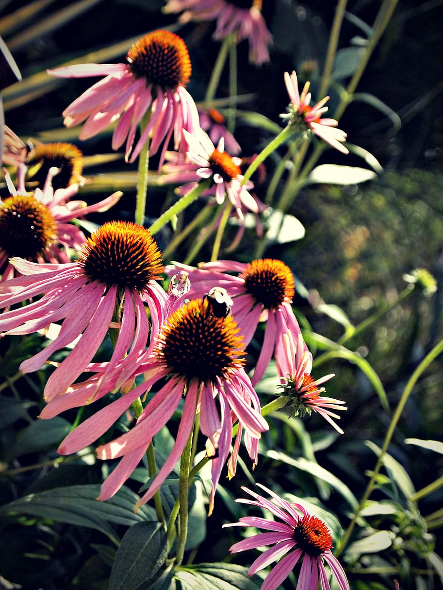 bee, bees, flower, nature, bumble bee, bug, buzz, wildlife HD wallpaper