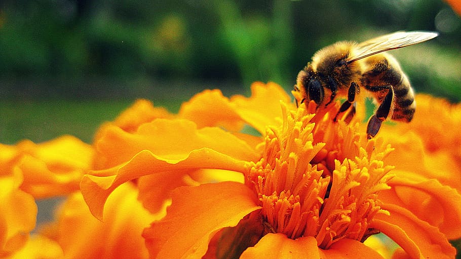 yellow and black honey bee, flower, insect, pollen, pollinate HD wallpaper
