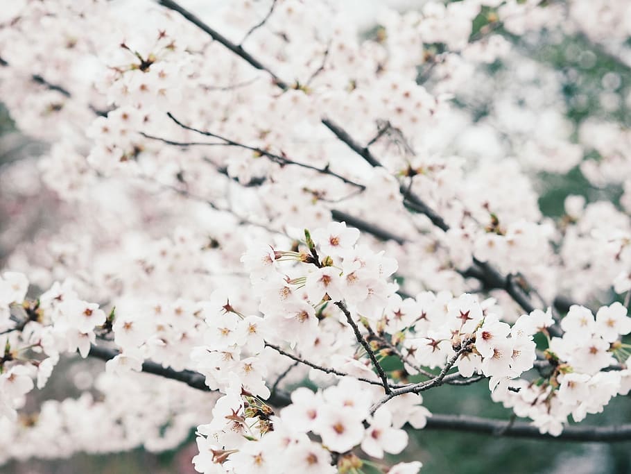 white petaled flowers in closeup photography, scenic, nature HD wallpaper
