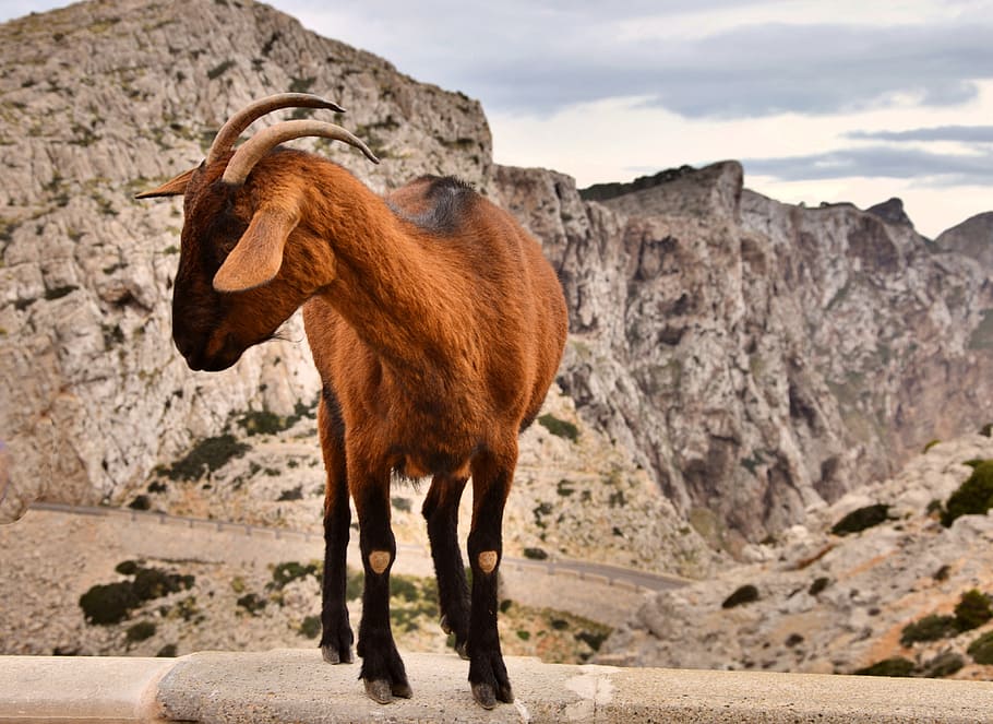 Goat, Mallorca, Wall, trustful, running, mountain, animal, one animal HD wallpaper